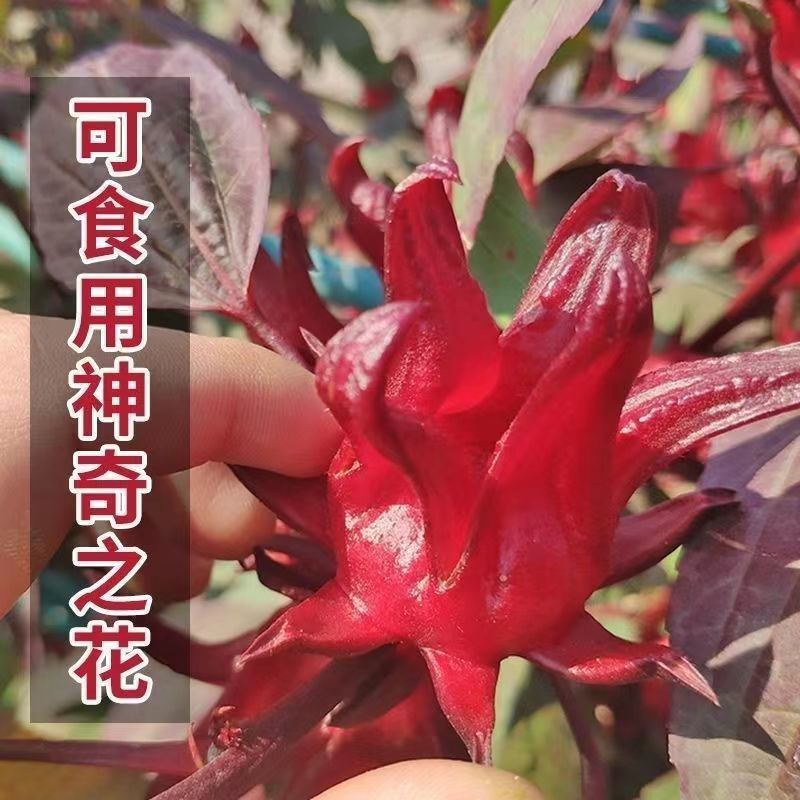 洛神花种子玫瑰茄花籽种籽食用保健花茶药用庭院花园盆栽四季