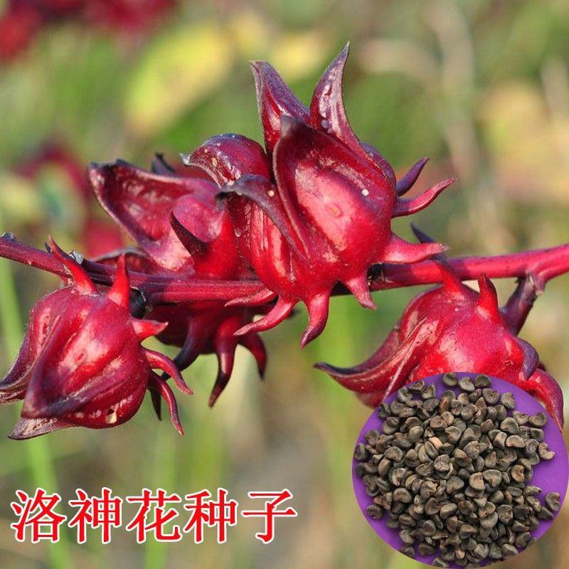 洛神花种子玫瑰茄花籽种籽食用保健花茶药用庭院花园盆栽四季