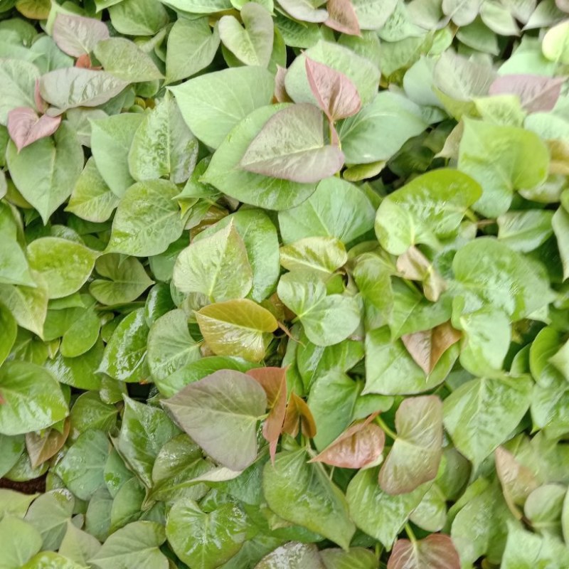 地瓜苗波哥育苗基地，品质保证好，原种脱毒红薯育苗，成活好