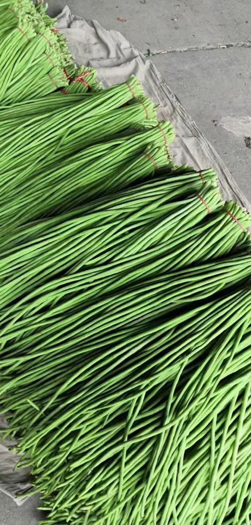 小金豆偏豆长豆角