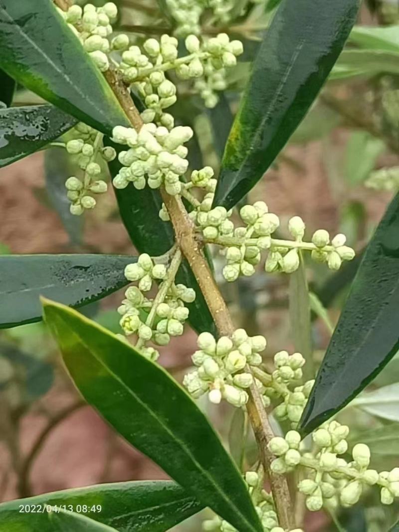 橄榄油，初榨橄榄油，厂家一手货，质量保证，欢迎电联采购