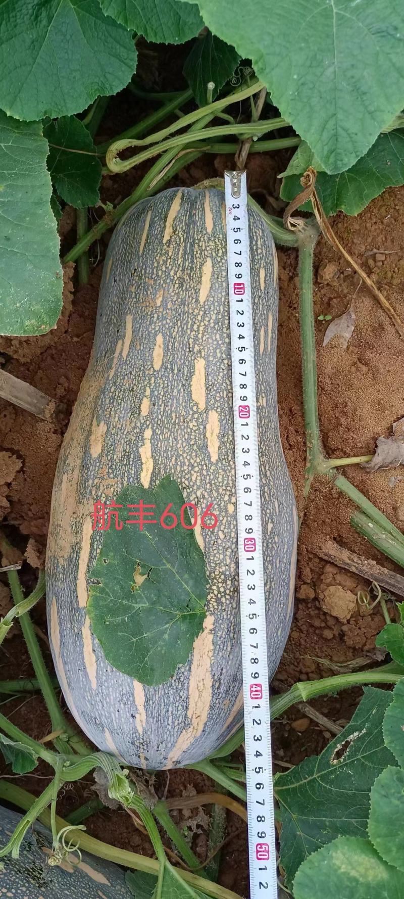 南瓜老南瓜蜜本南瓜金韩密本南瓜黄南瓜大南瓜汤