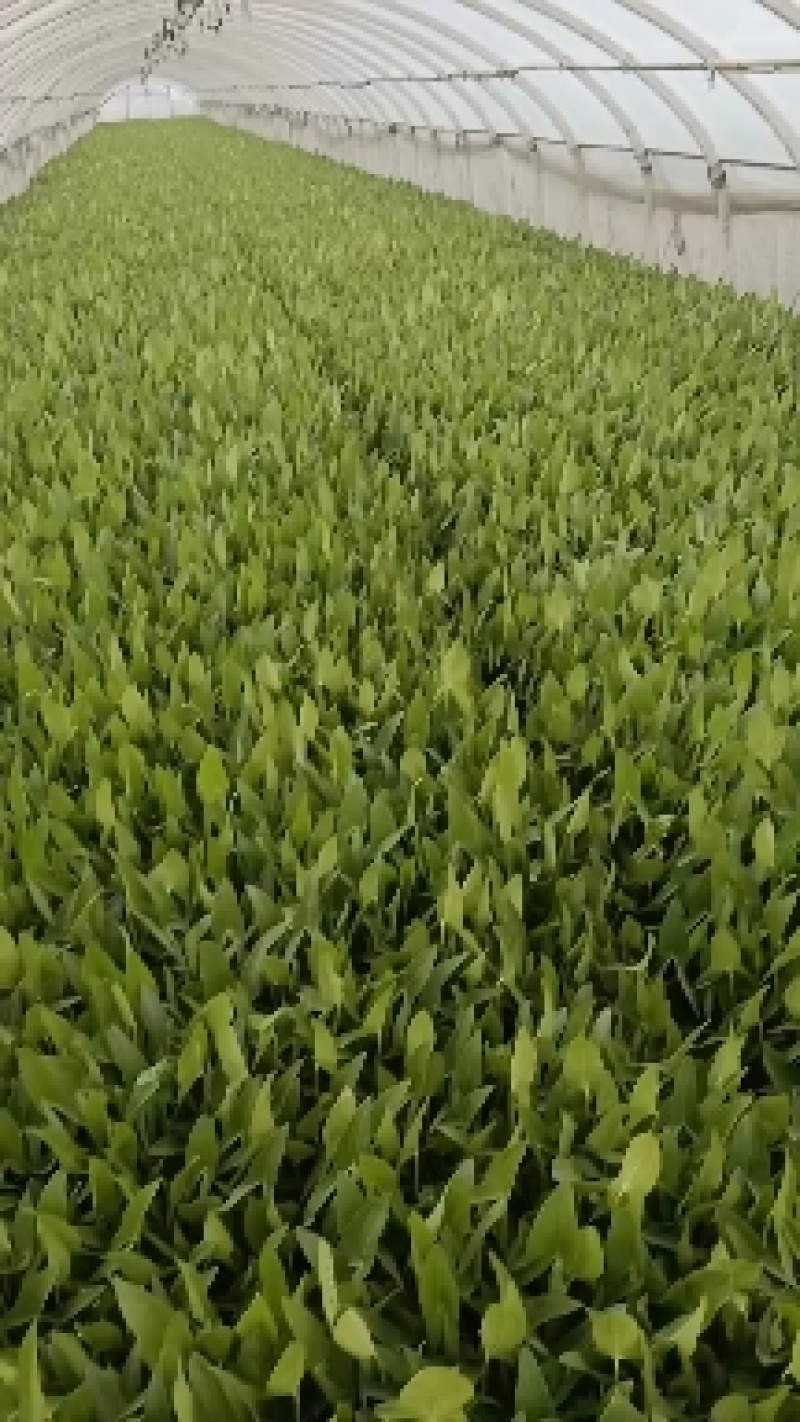 毛茨菇茨菇苗，茨菇，优质，纯正品种，包邮全国保质保量，