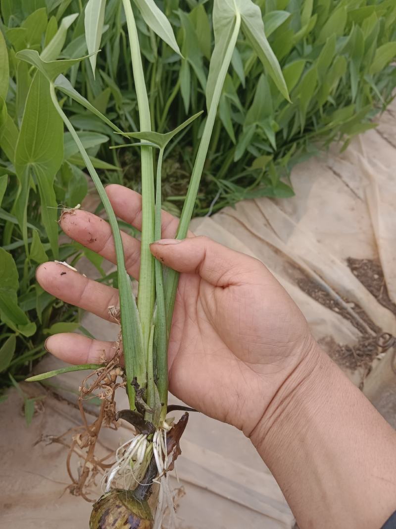 毛茨菇茨菇苗，茨菇，优质，纯正品种，包邮全国保质保量，