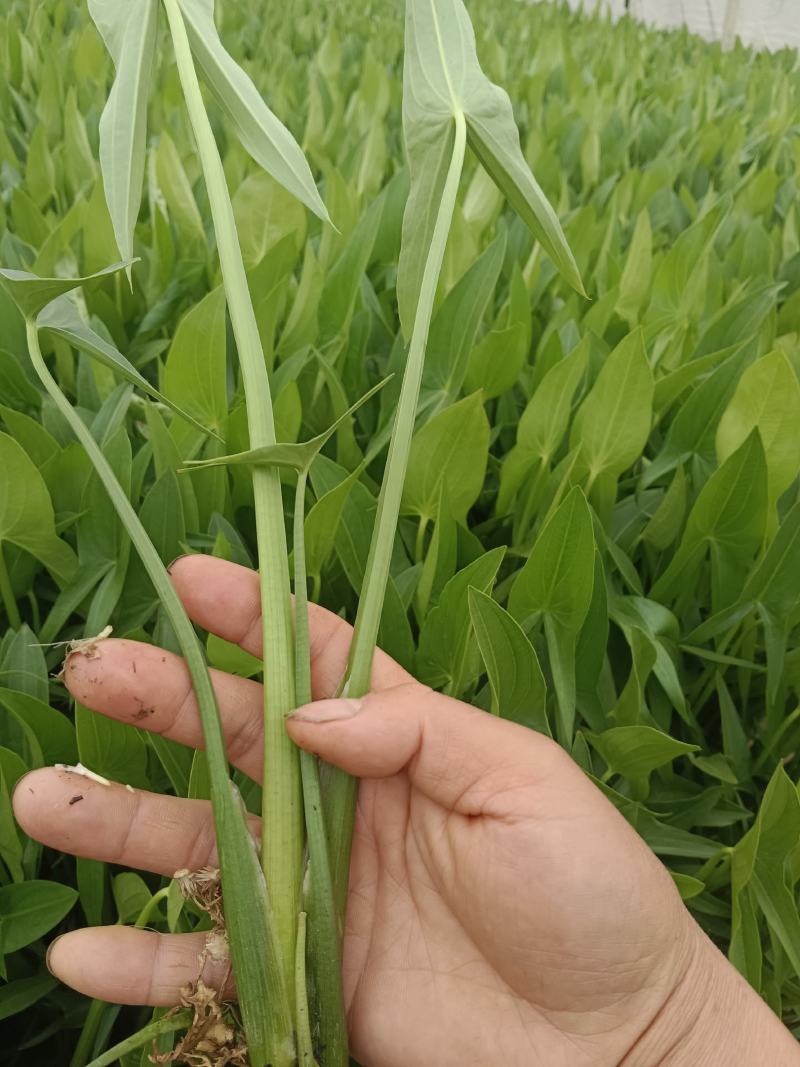 毛茨菇茨菇苗，茨菇，优质，纯正品种，包邮全国保质保量，