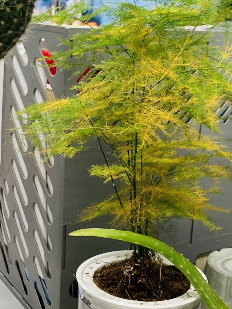 多肉