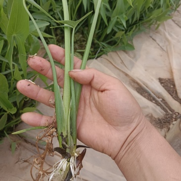 毛茨菇茨菇苗，茨菇，优质，纯正品种，包邮全国保质保量，