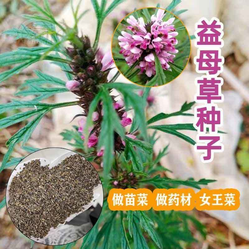 益母草药用药材四季种易活花种子花籽室内盆栽庭院绿化多年生