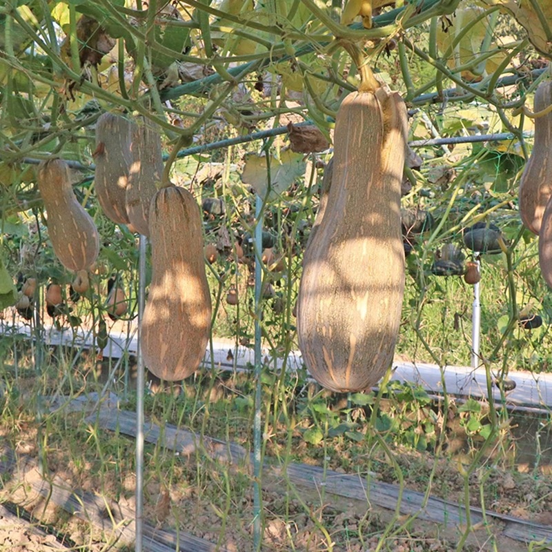 湖南蜜本南瓜老南瓜软糯香甜全国发货产地一条龙