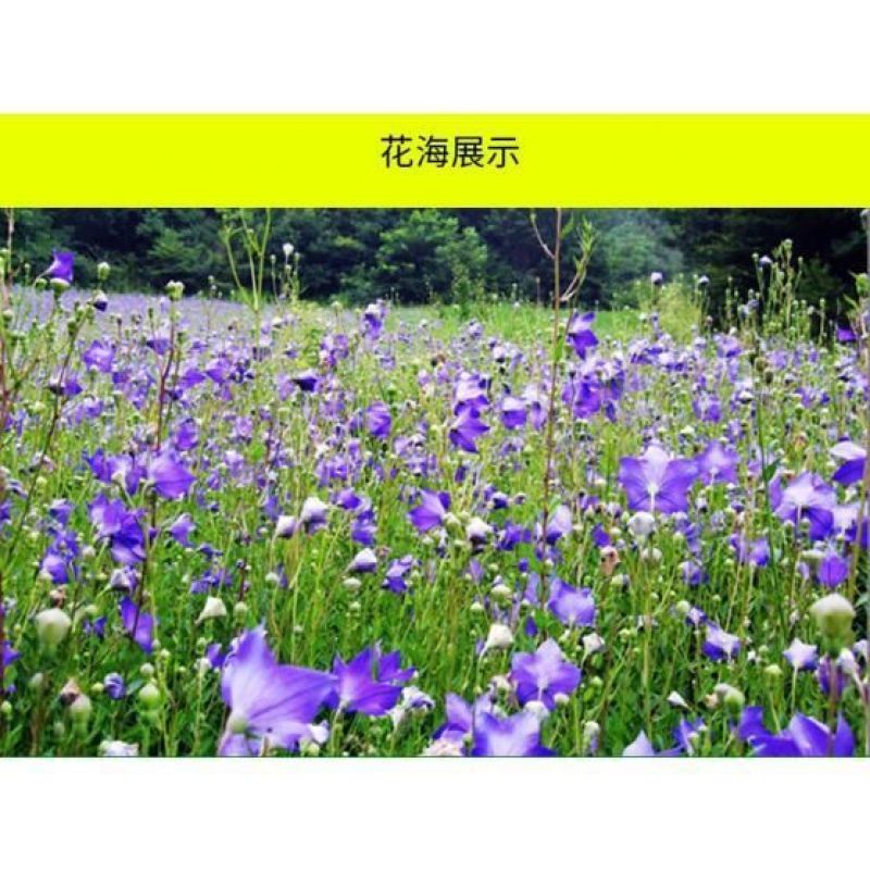 桔梗种子药材药食两用包袱花铛花僧帽花狗宝菜多年生桔梗花种