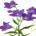 桔梗种子药材药食两用包袱花铛花僧帽花狗宝菜多年生桔梗花种