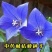 桔梗种子药材药食两用包袱花铛花僧帽花狗宝菜多年生桔梗花种