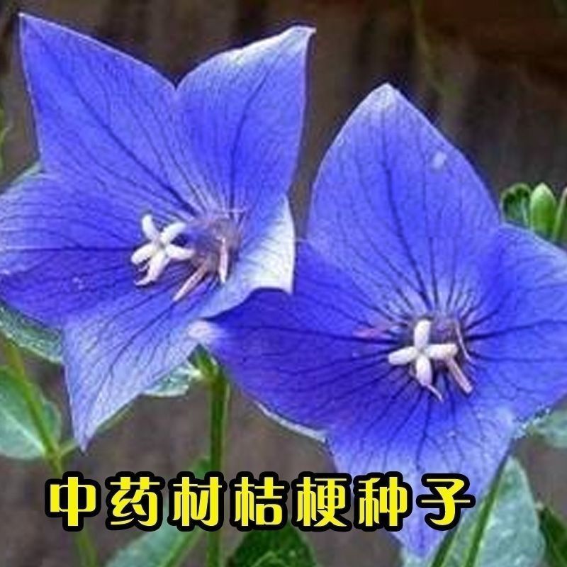 桔梗种子药材药食两用包袱花铛花僧帽花狗宝菜多年生桔梗花种