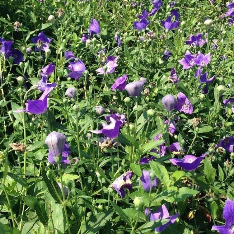 桔梗种子药材药食两用包袱花铛花僧帽花狗宝菜多年生桔梗花种