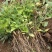 桔梗种子药材药食两用包袱花铛花僧帽花狗宝菜多年生桔梗花种