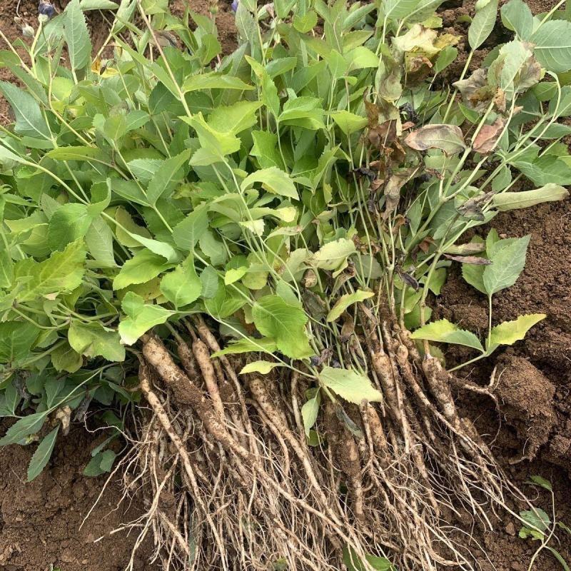 桔梗种子药材药食两用包袱花铛花僧帽花狗宝菜多年生桔梗花种