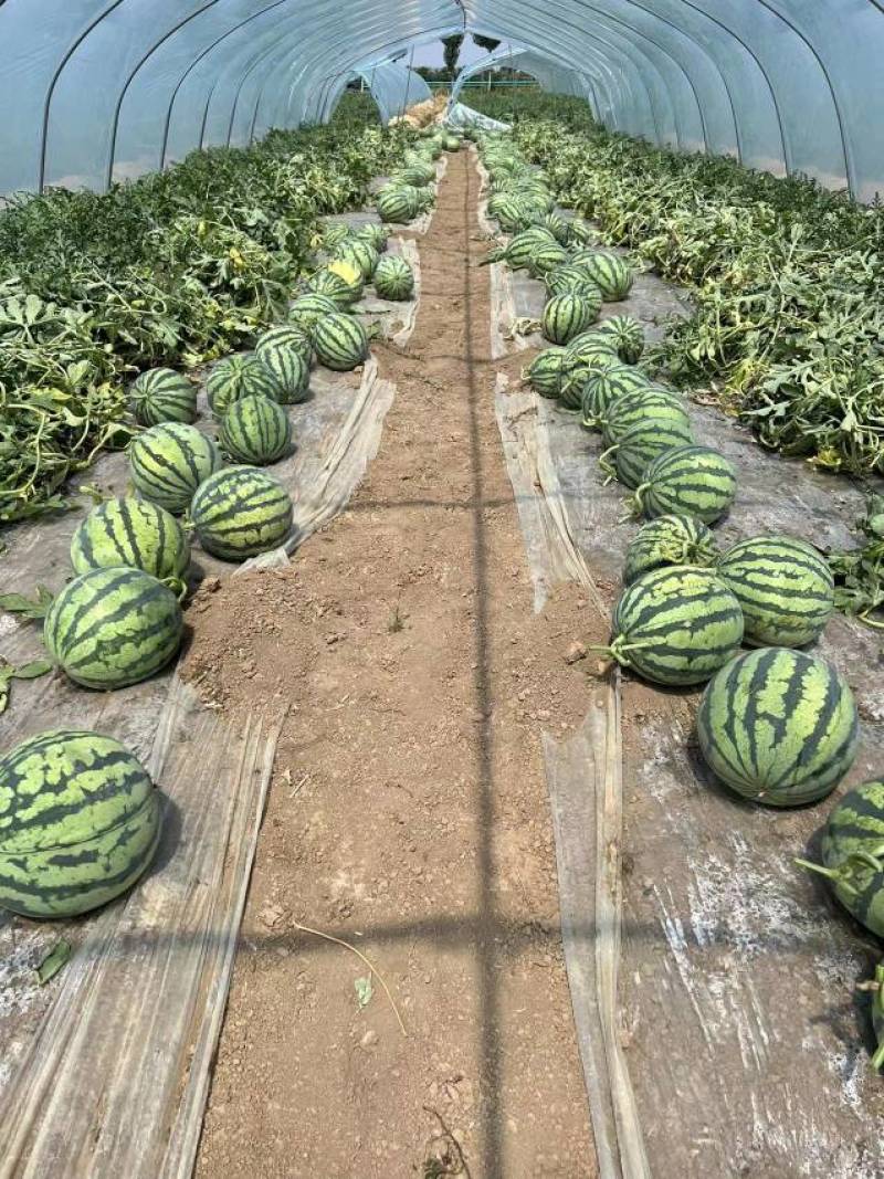 【推荐】8424西瓜6斤打底8成熟1茬，一条龙服务