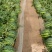 【推荐】8424西瓜6斤打底8成熟1茬，一条龙服务