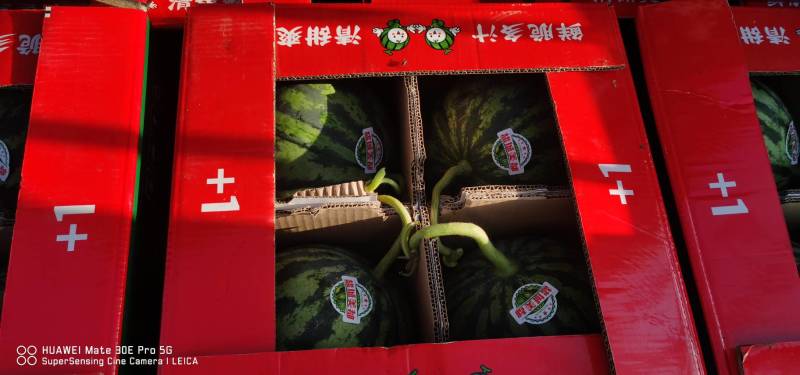 【推荐】8424西瓜6斤打底8成熟1茬，一条龙服务