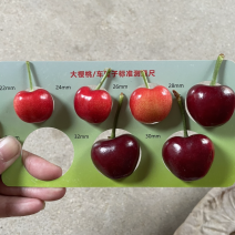 山东泰安露天大樱桃，红灯，早大果，美早，黄蜜，依次上市