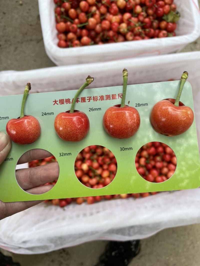 山东泰安露天大樱桃，红灯，早大果，美早，黄蜜，依次上市