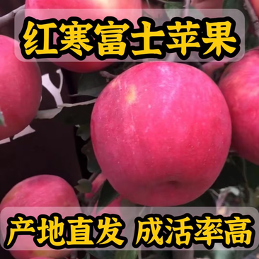 红寒富士苹果苗树苗现起现发成活率高死苗补发提供技术