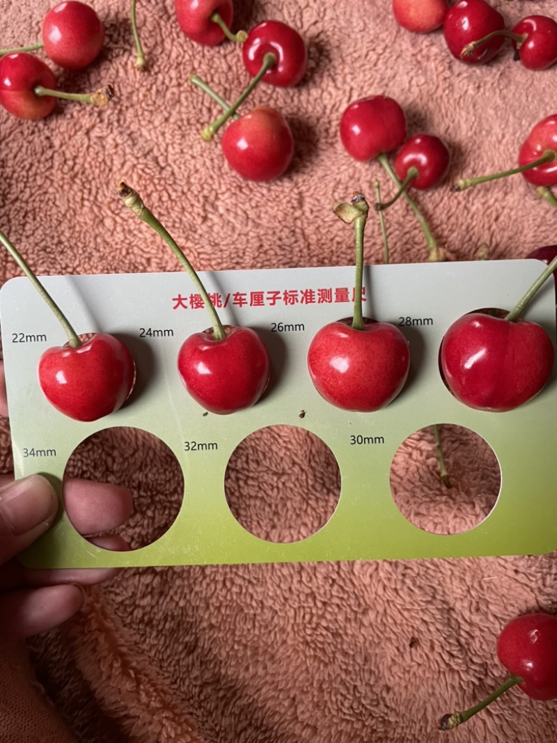 泰安露天大樱桃助农活动中，红灯美早萨米托黄蜜