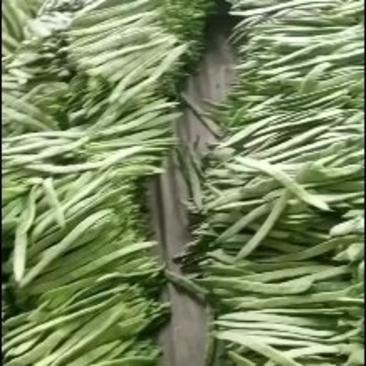 山东莘县精品扁芸豆大量上市，基地直发，电商供货。