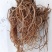 土牛膝倒扣草野牛膝根干品中药材河南产地直销