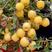 维纳斯黄金苹果苗产地直发根系发达成活率高死苗补发