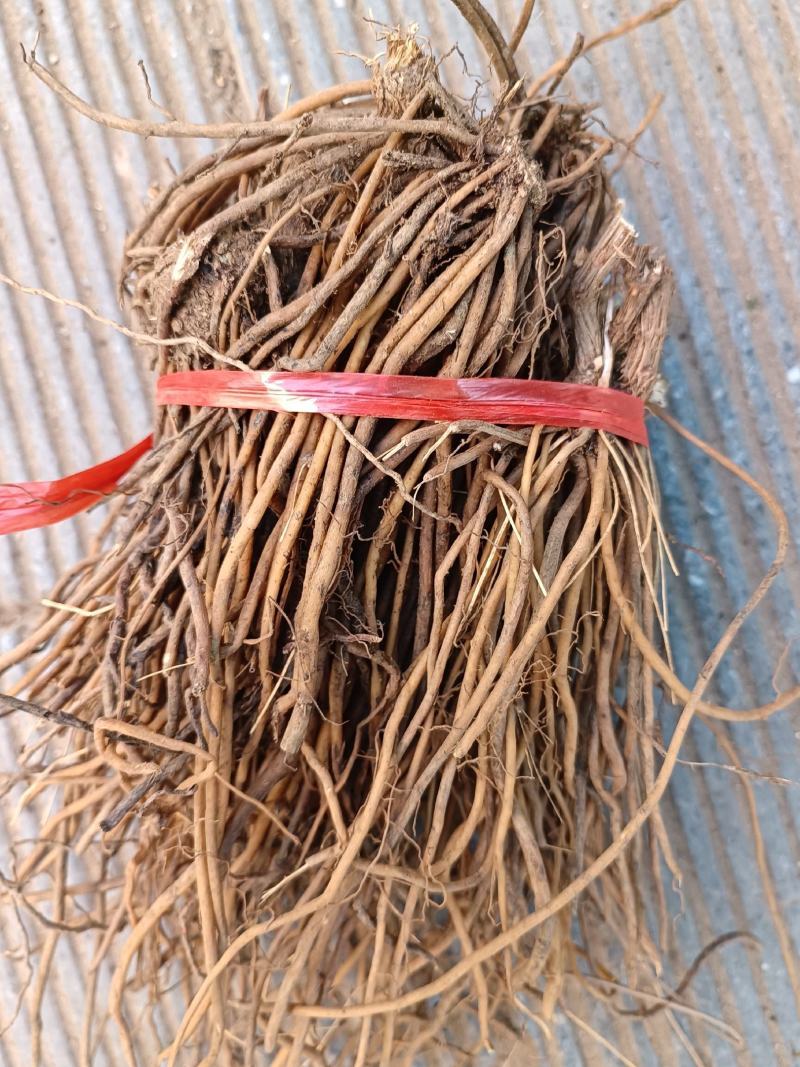 野生威灵仙根中药材河南伏牛山