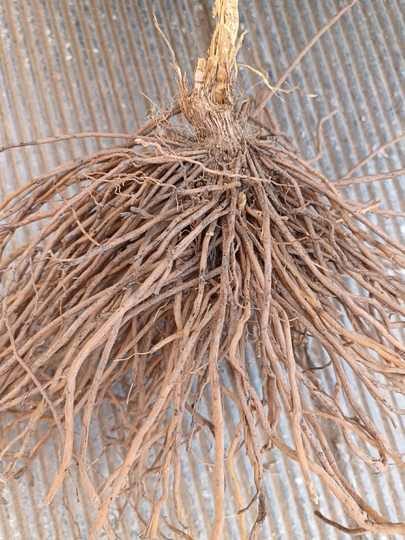 野生威灵仙根中药材河南伏牛山
