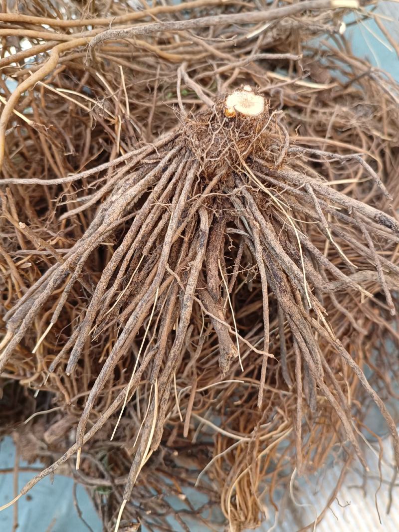 野生威灵仙根中药材河南伏牛山