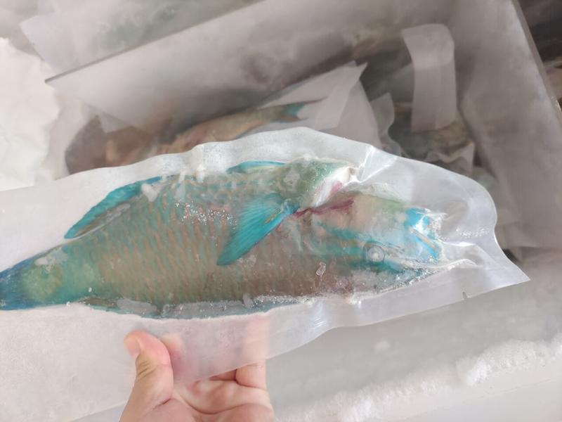 西沙青衣鱼-活杀极冻青衣鱼供应厂家-冷冻青衣鱼销售