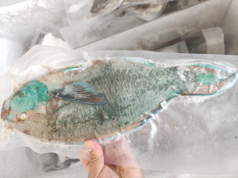 西沙青衣鱼-活杀极冻青衣鱼供应厂家-冷冻青衣鱼销售