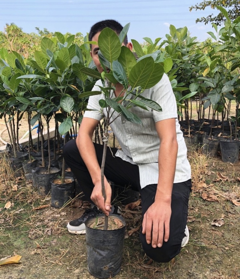 四季菠萝蜜果树苗，1号，5号，8号，12号，榴莲蜜均有