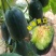 中科茂华博美8号甜瓜种子黑皮绿肉橘瓤超甜高糖酥脆爽口
