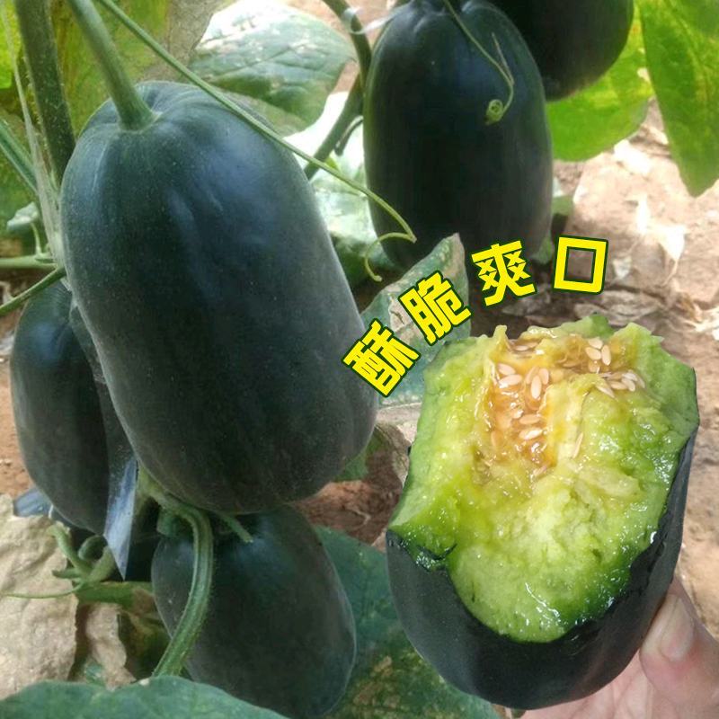 中科茂华博美8号甜瓜种子黑皮绿肉橘瓤超甜高糖酥脆爽口
