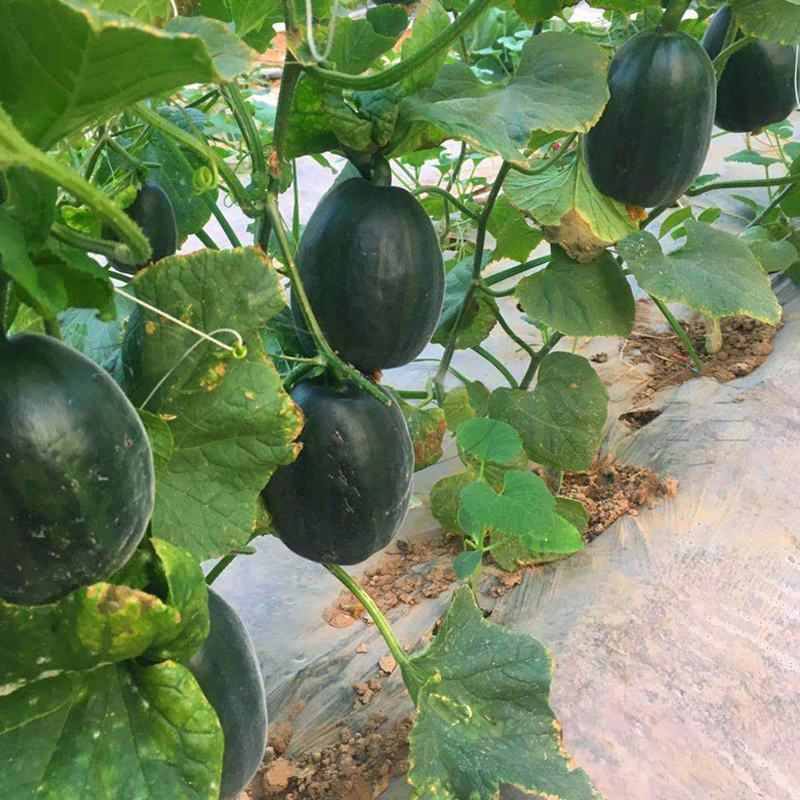 中科茂华博美8号甜瓜种子黑皮绿肉橘瓤超甜高糖酥脆爽口
