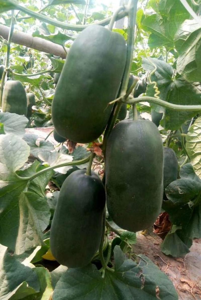 中科茂华博美8号甜瓜种子黑皮绿肉橘瓤超甜高糖酥脆爽口