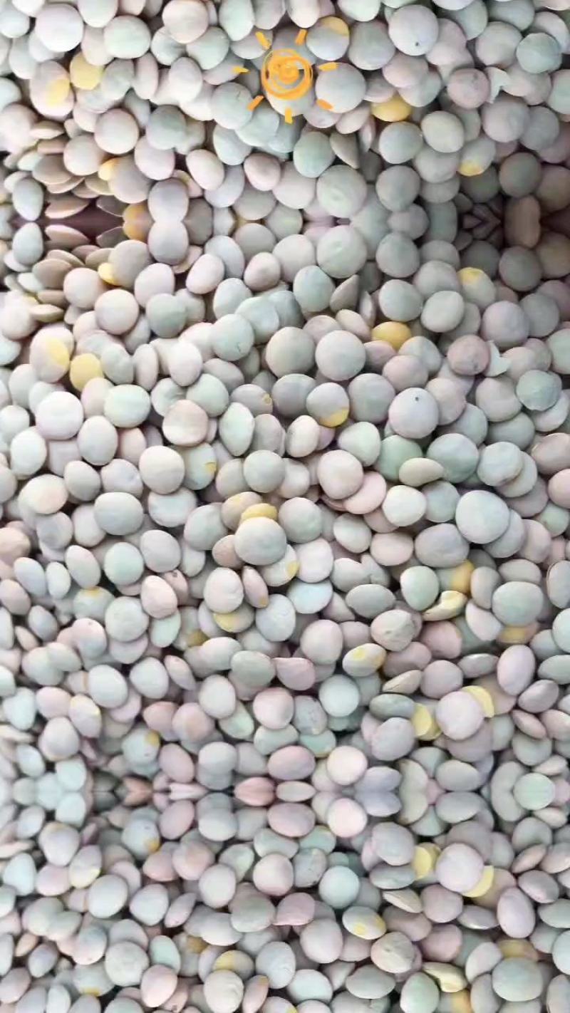 小扁豆鸡豆绿扁豆滨豆宾豆干扁豆打粉凉粉