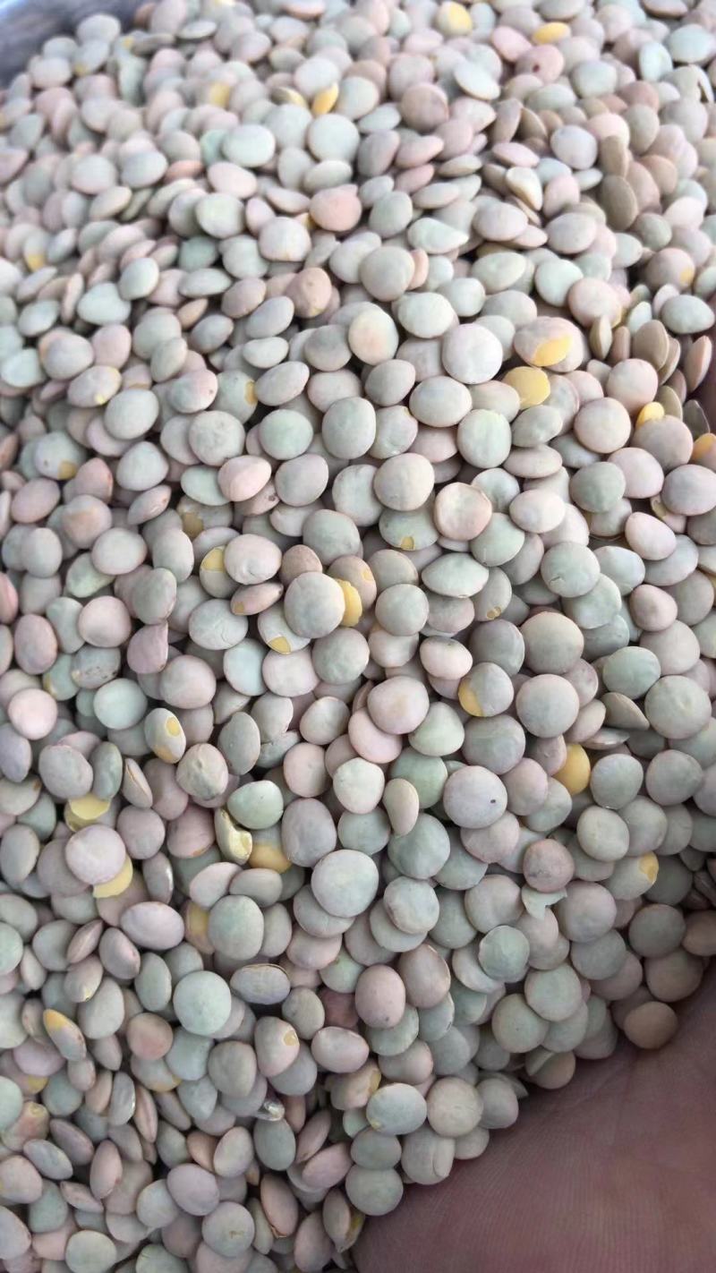 小扁豆鸡豆绿扁豆滨豆宾豆干扁豆打粉凉粉