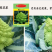 神良紫色花椰菜宝塔金色特色菜花菜花种子
