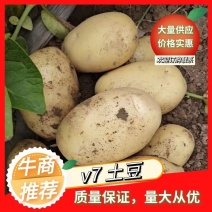 【牛商推荐】临泉v7土豆大量有货产地现挖现发量大从优