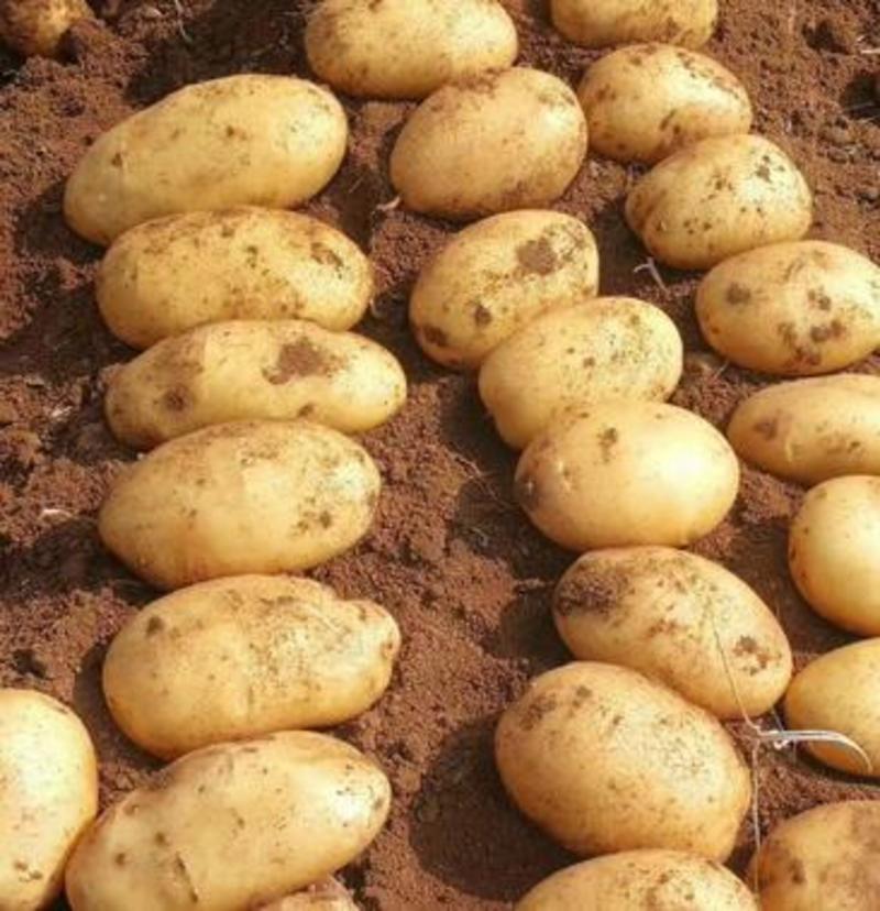 【牛商推荐】临泉v7土豆大量有货产地现挖现发量大从优