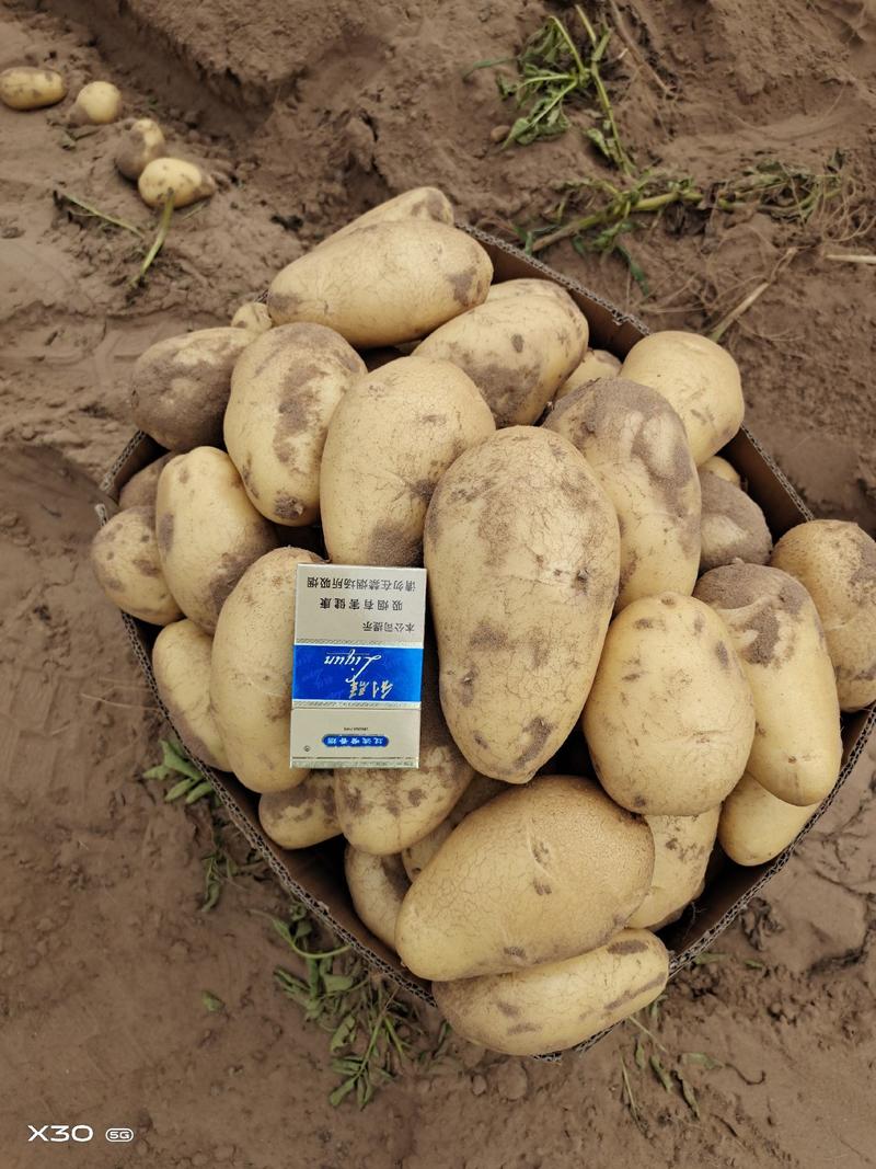 【牛商推荐】临泉v7土豆大量有货产地现挖现发量大从优