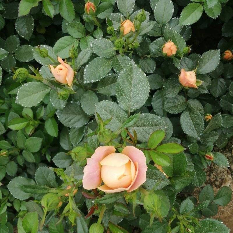 月季花