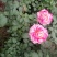 月季花
