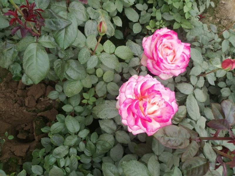 月季花