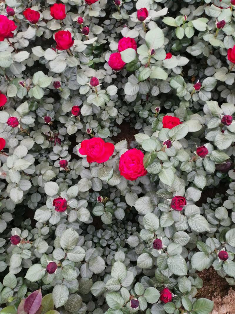 月季花
